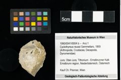 Foto (Objekt + Etiketten) von Cyclothyreus reussi (Gemmellaro, 1869) (NHMW-GEO-1990-0041-0004b)